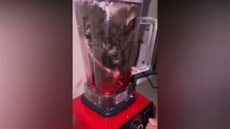 cat in a blender twitter|The Controversial Video: The Shocking Truth Behind。